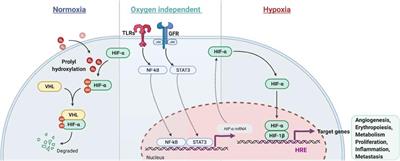 Hypoxia-Inducible Factors Regulate Osteoclasts in Health and Disease